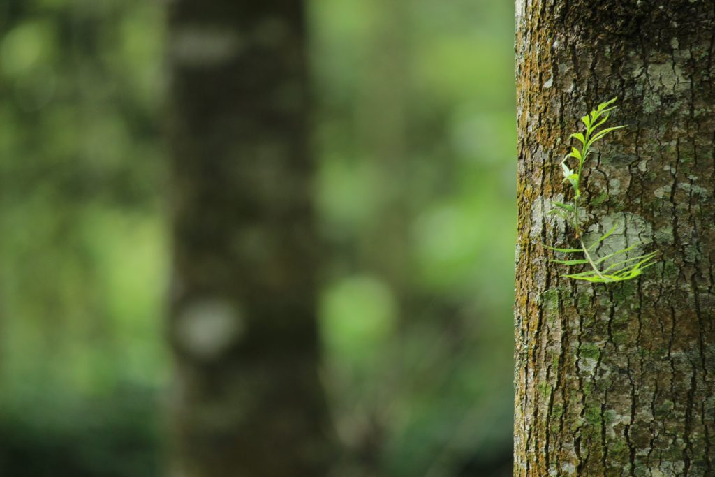 Puszcza Białowieska